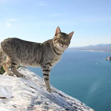 Anis - Plusholidays Willa Calpe